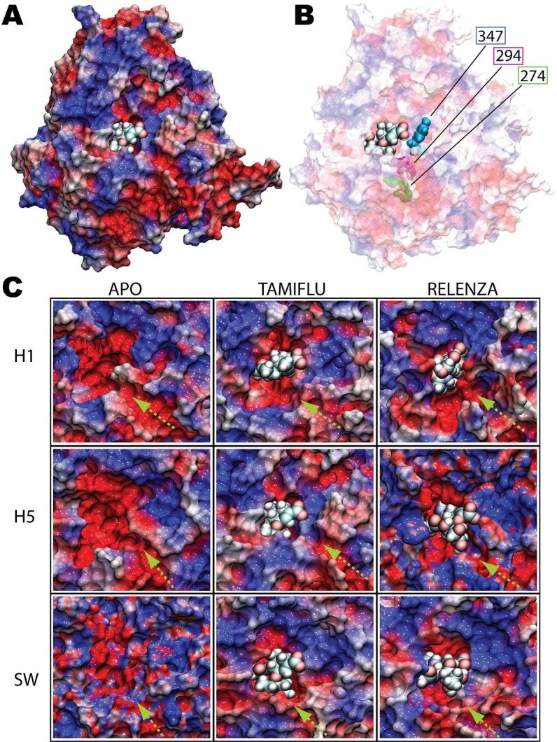 graphic file with name fig5-flu-esmapplossmall1.jpg