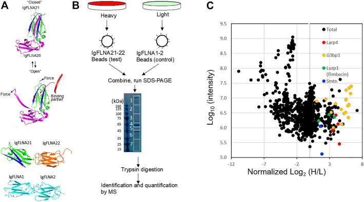 FIGURE 1