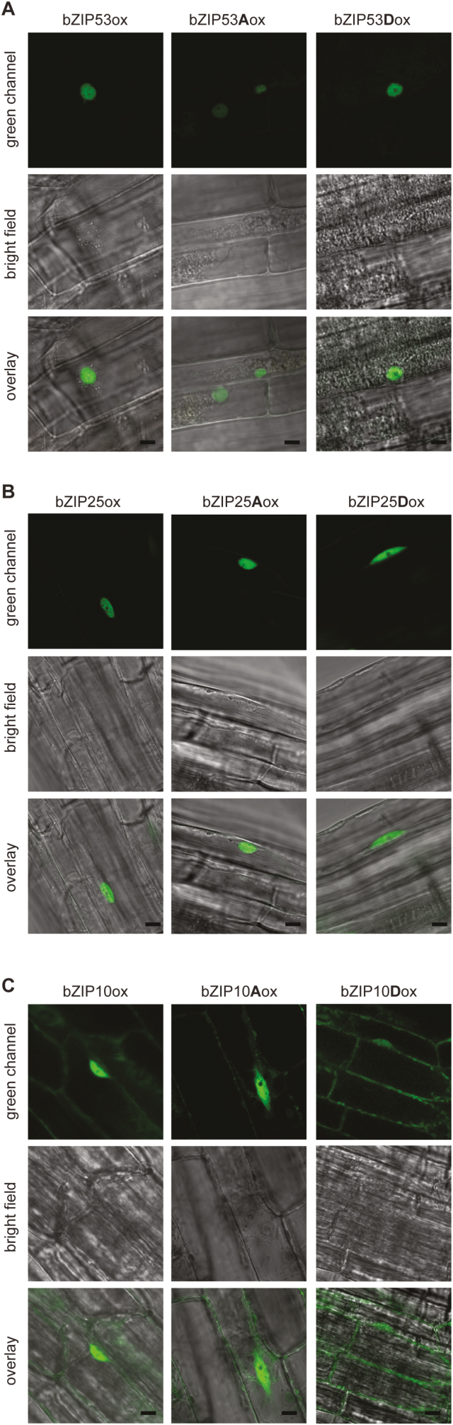 Fig. 3.