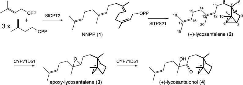 Scheme 2