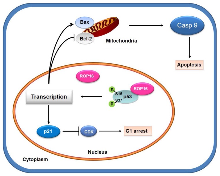 Figure 10