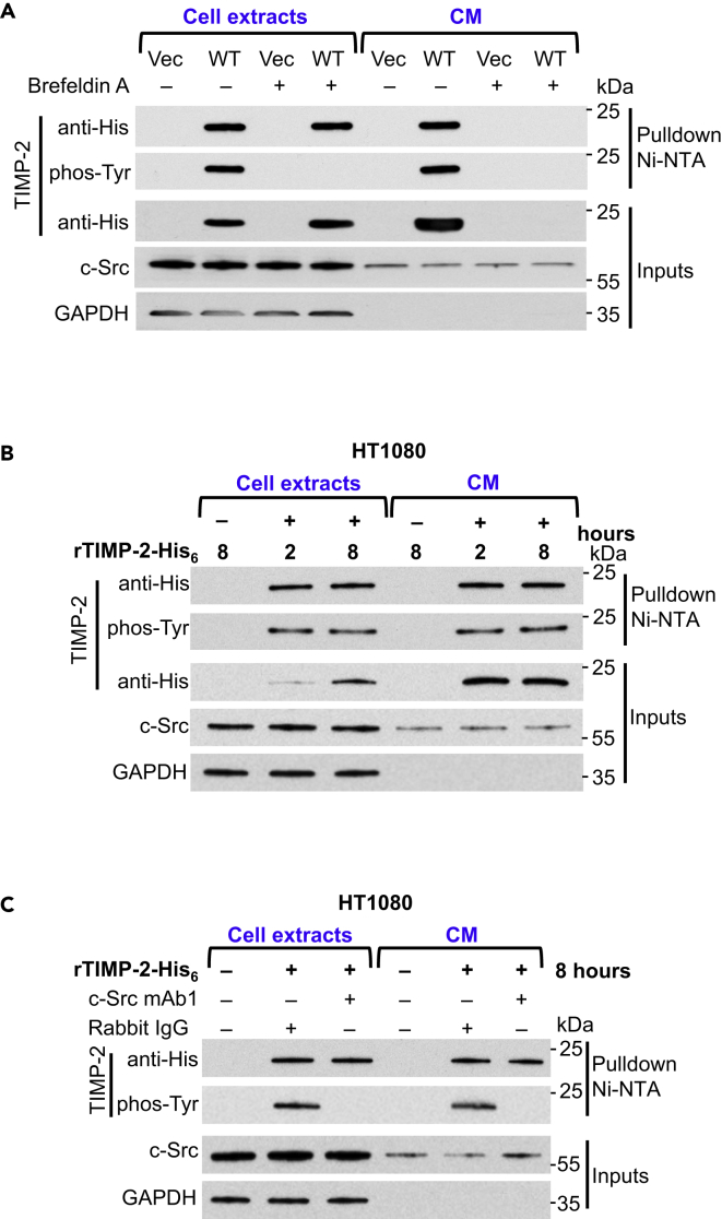 Figure 2