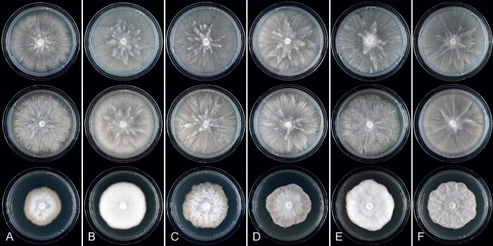 Fig. 24