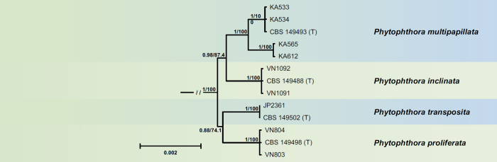 Fig. 7