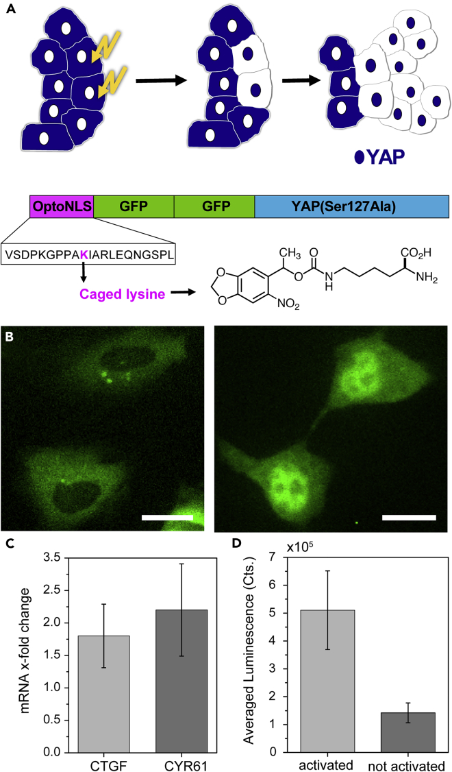 Figure 1