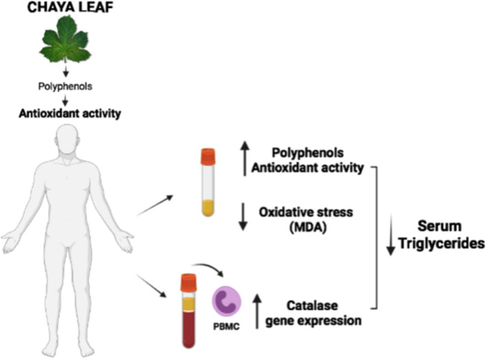 Graphical Abstract