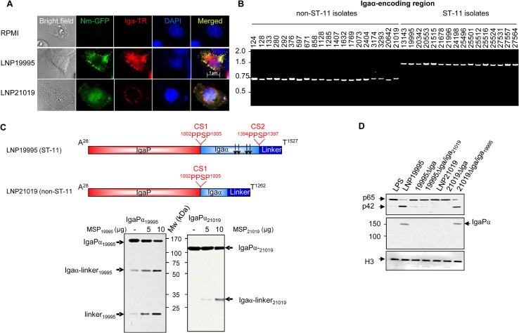 Fig 6