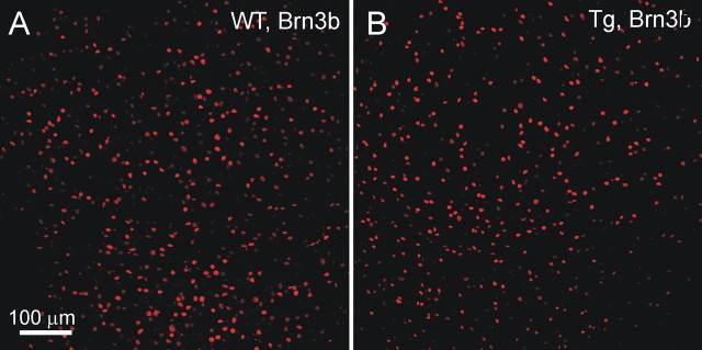 Figure 11.