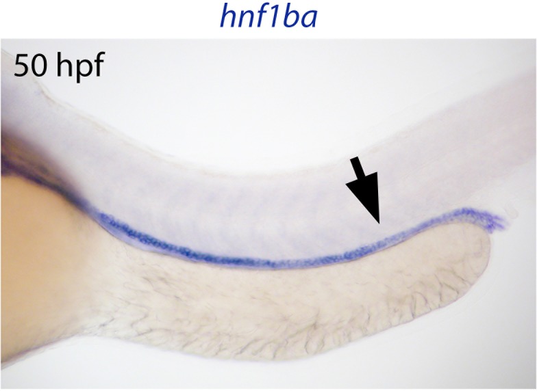 Figure 3—figure supplement 1.