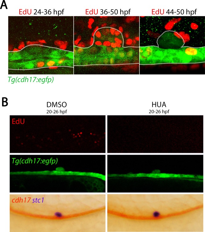 Figure 2—figure supplement 2.