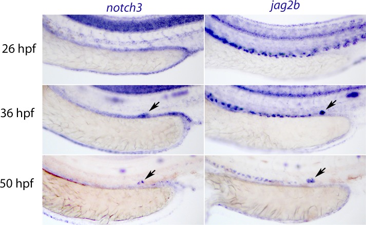 Figure 6—figure supplement 1.