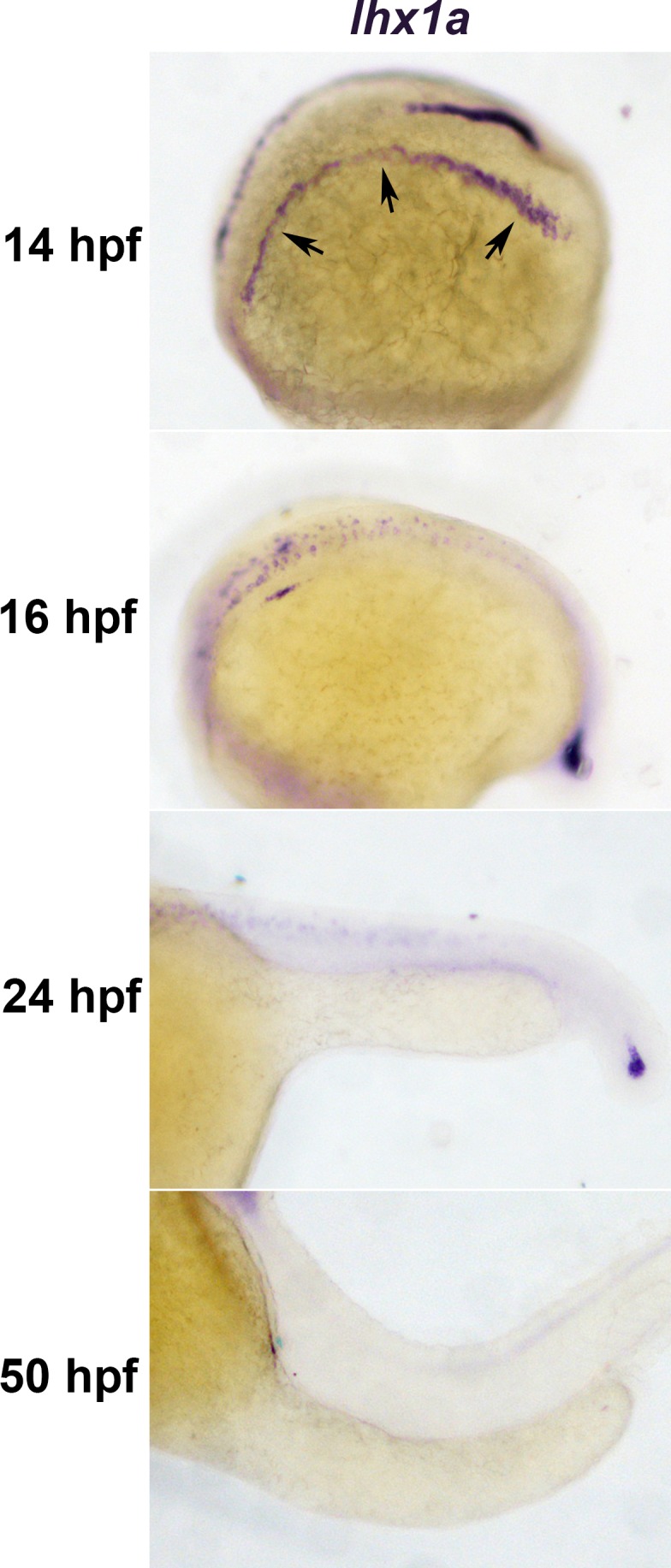 Figure 2—figure supplement 1.