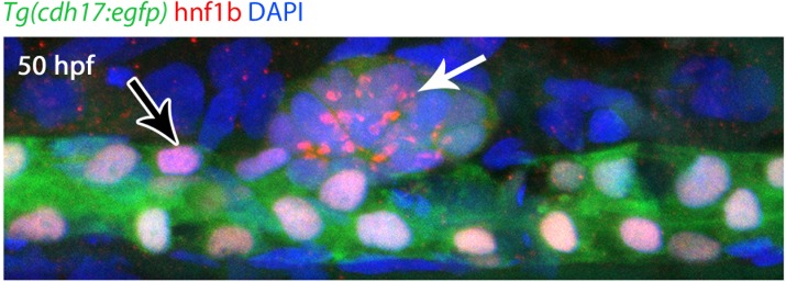 Figure 3—figure supplement 2.