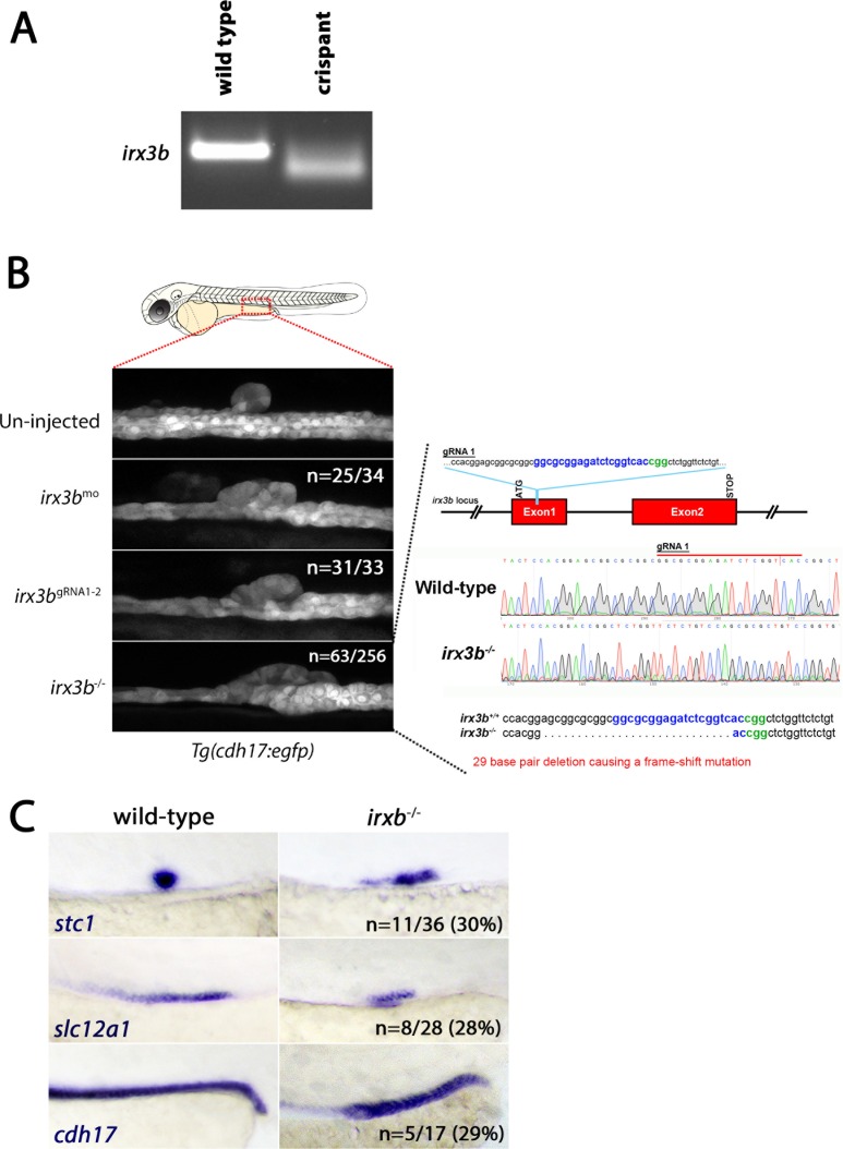 Figure 6—figure supplement 4.