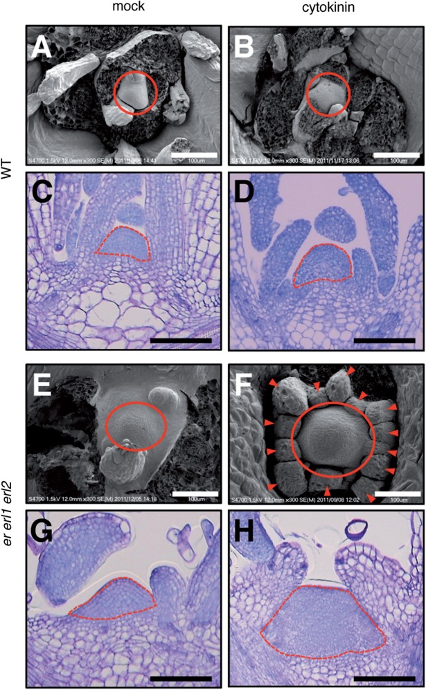 Fig. 5