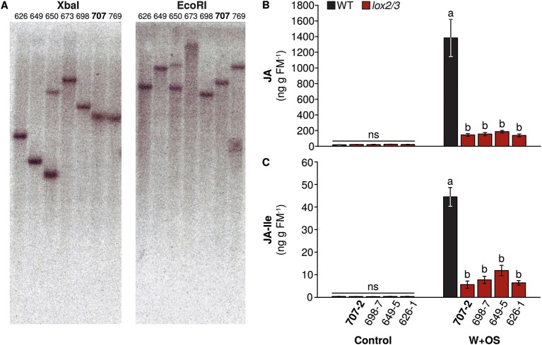 Appendix 1—Figure 1.