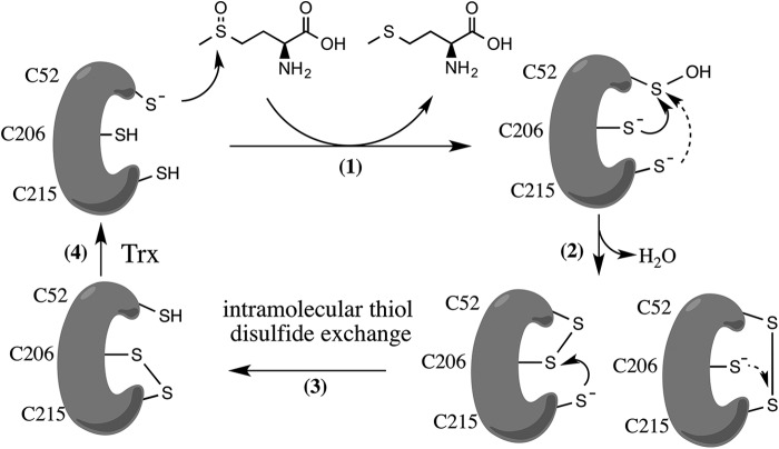 FIGURE 3.