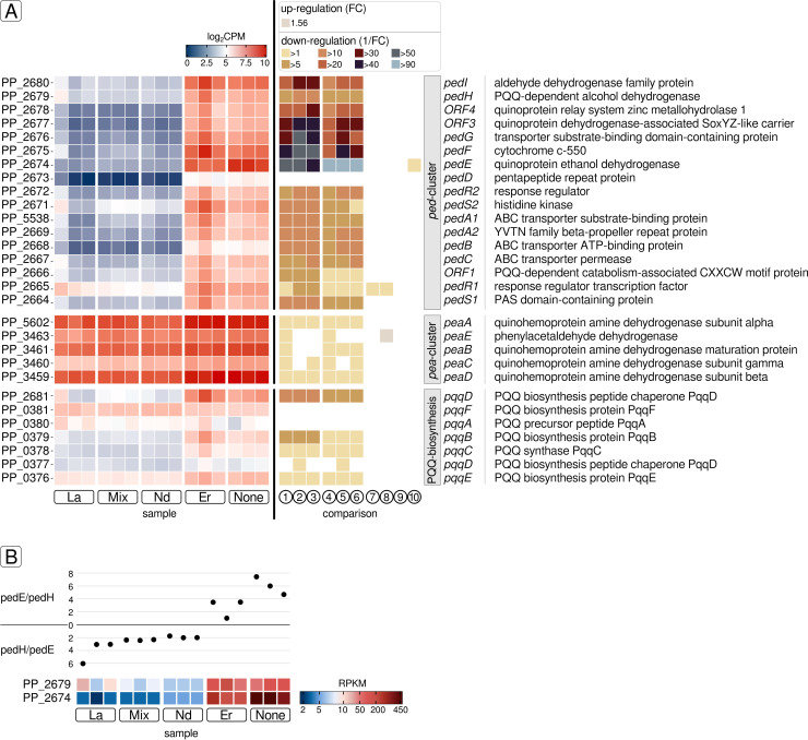 The figure shows a heatmap of gene expression with log2 CPM and fold change downregulation across samples. Features a scatter plot and heatmap of expression levels of pedE/pedH and genes PP_2679/PP_2674 of the same samples.