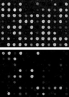 Fig 4.