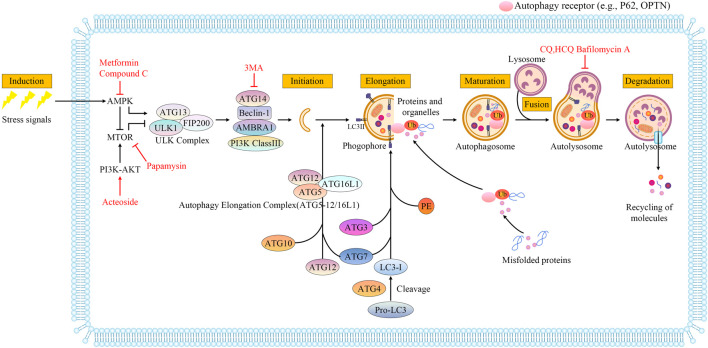 FIGURE 1