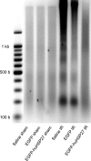 Fig. 8.