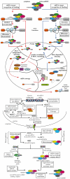 Fig. (7). Proposed microRNA working model.