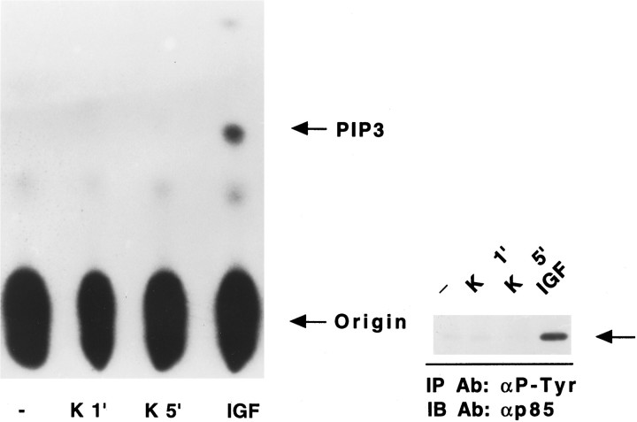 Fig. 10.