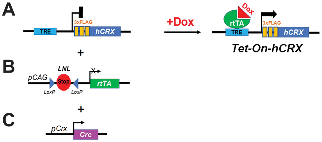 Figure 1.