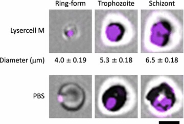 Fig. 1