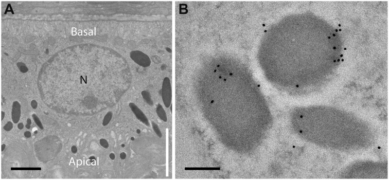 Fig. 3.