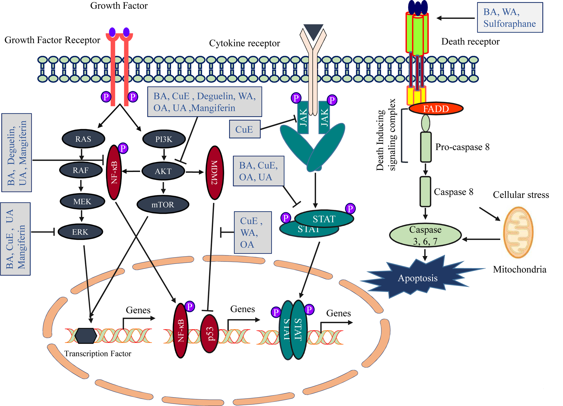 Figure 2: