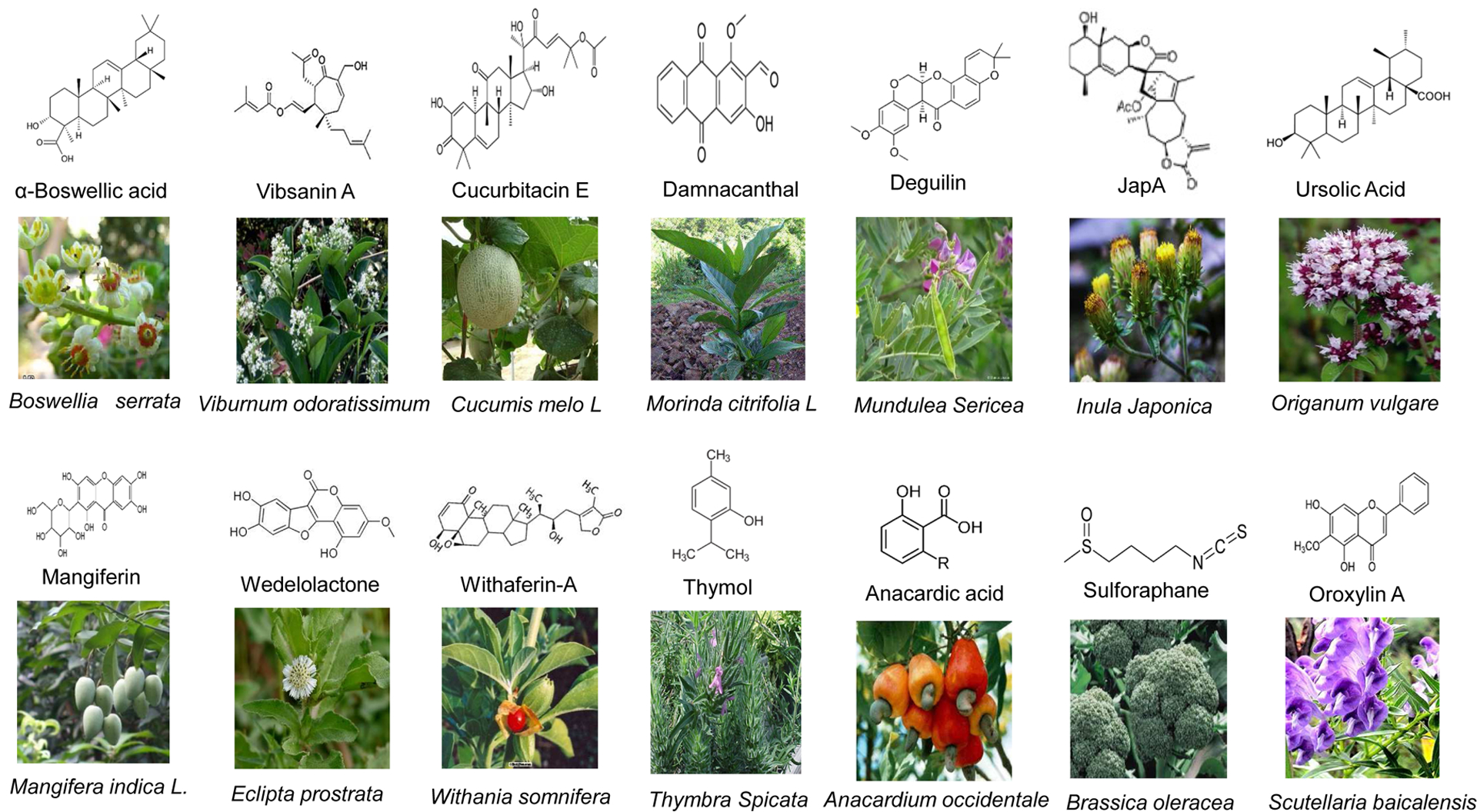 Figure 1: