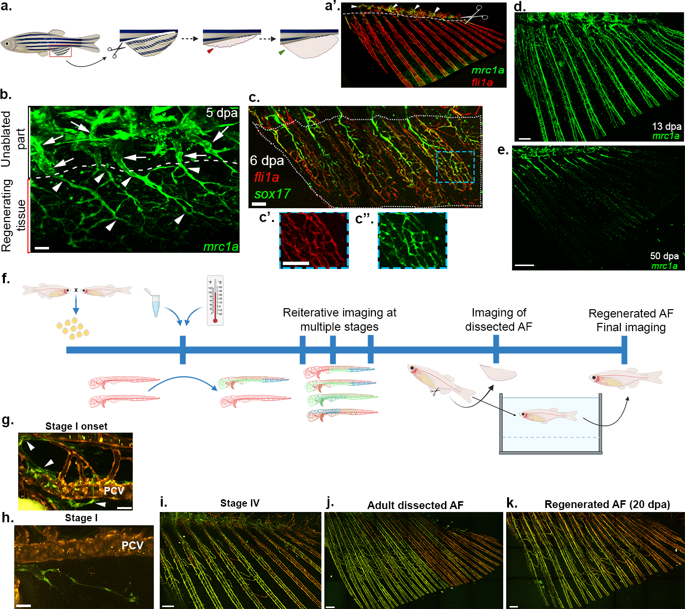 Fig. 4: