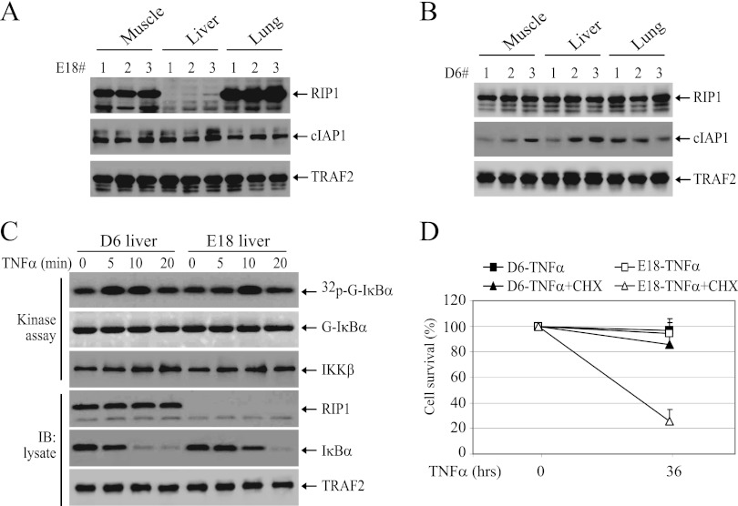 Fig 12