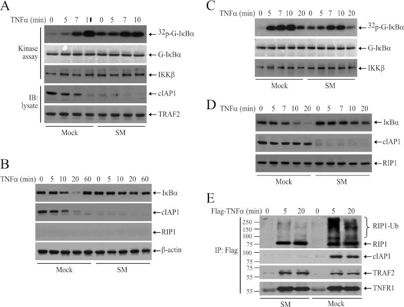 Fig 6