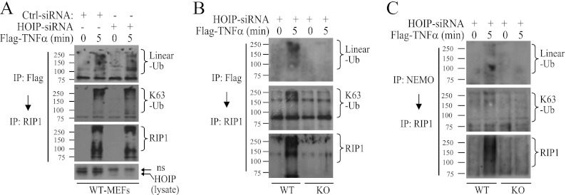 Fig 9