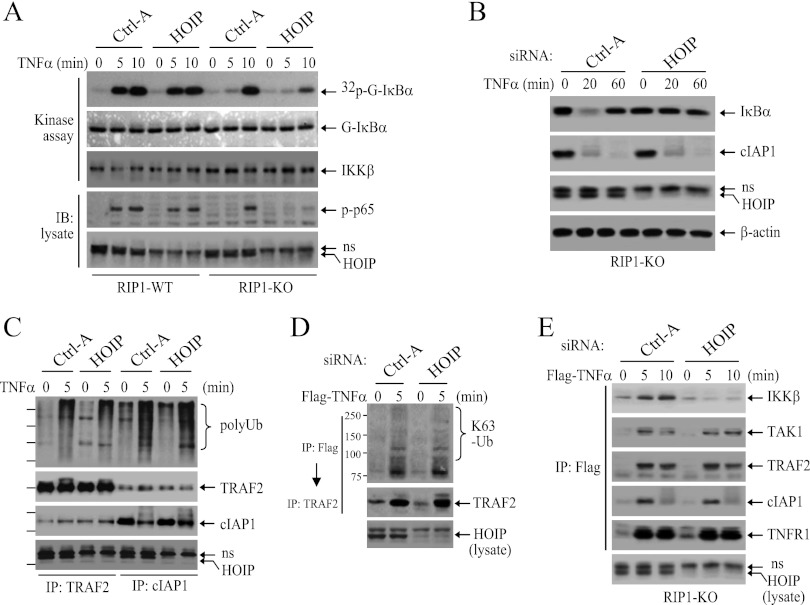 Fig 8