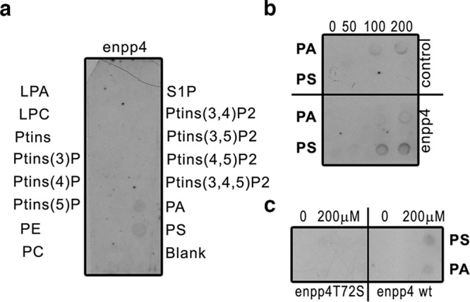 Fig. 7