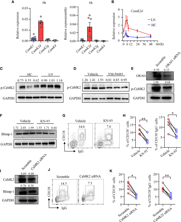 CRAC Channel Controls the Differentiation of Pathogenic B Cells in ...