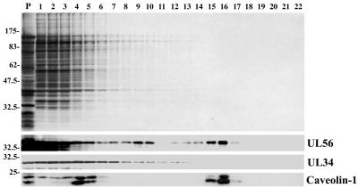 FIG. 8.