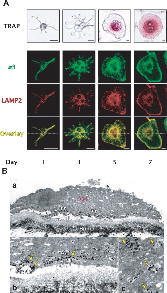 Fig. 10.