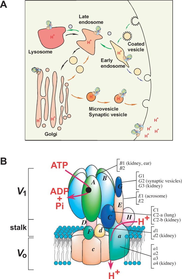 Fig. 8.