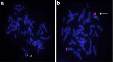 Fig. 2