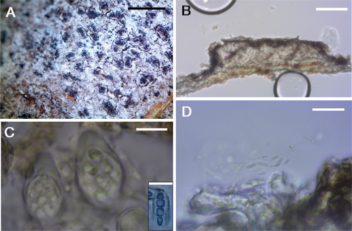 Fig. 7