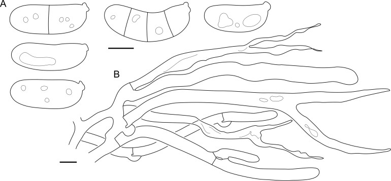 Fig. 52