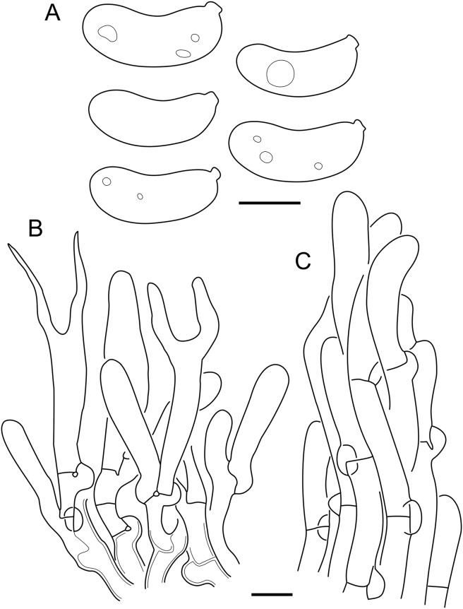 Fig. 22