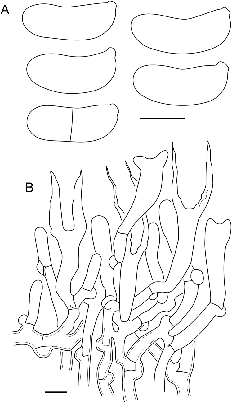 Fig. 17