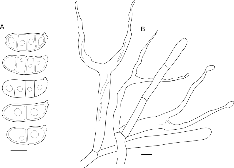 Fig. 49