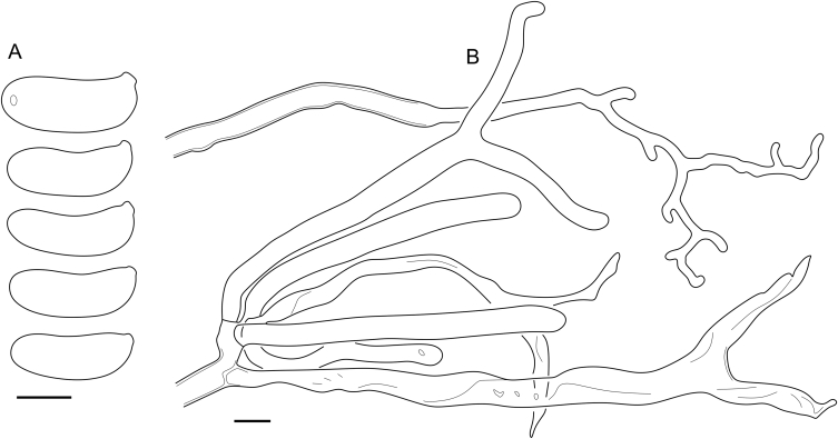 Fig. 24