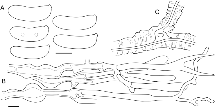 Fig. 30